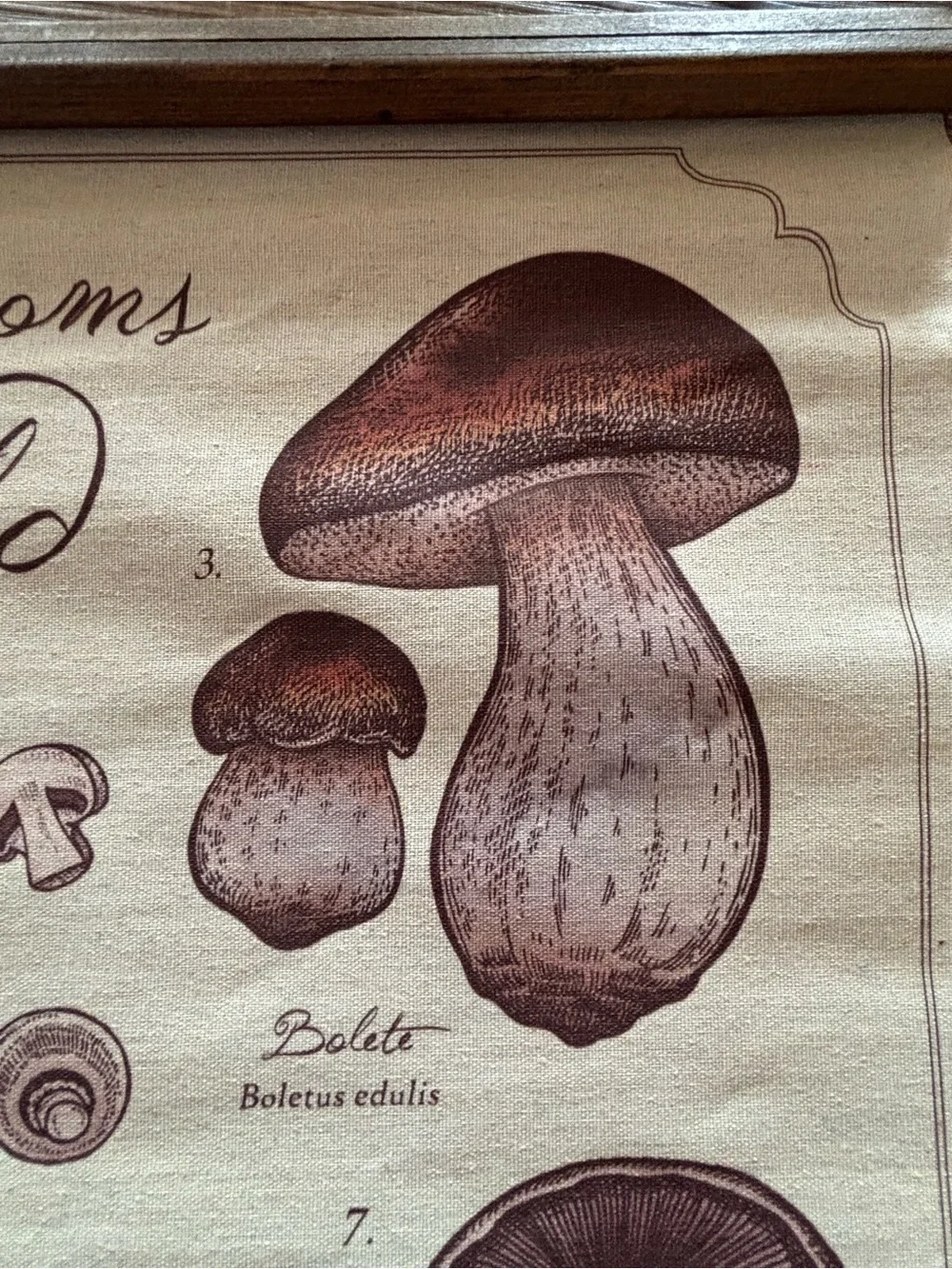 Mushrooms of the World Wall Hanging - Neutral Brown Canvas